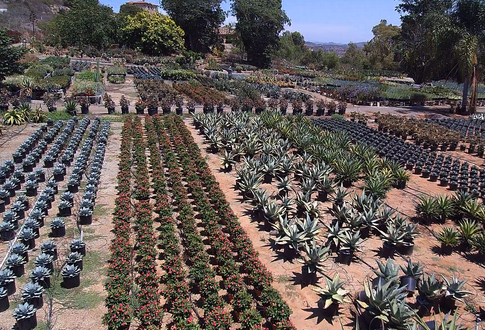 cultivars